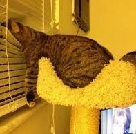 🐾 (@moebaekho) on Twitter photo 