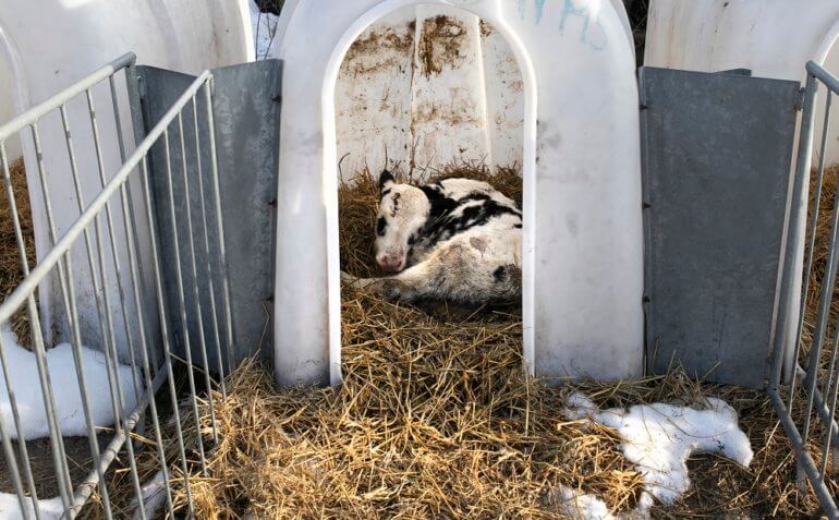 Vulnerable. Isolated. Alone. This is life for calves on dairy farms.