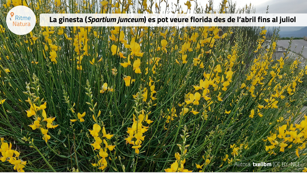 RitmeNatura's tweet photo. Les coneixes?

Fromental 
Colza
Bruguerola
Bàlec
Argelaga
Alfals
Arròs
Neret
Romaní
Gòdua
Ginesta
Farigola

Volem saber com canvia el seu calendari natural pel #canviclimàtic! Si en veus florides envia'ns foto i data a https://t.co/k47PESCKDP

#fenologiajuliol #ciènciaciutadana https://t.co/4VtWbgXAGE