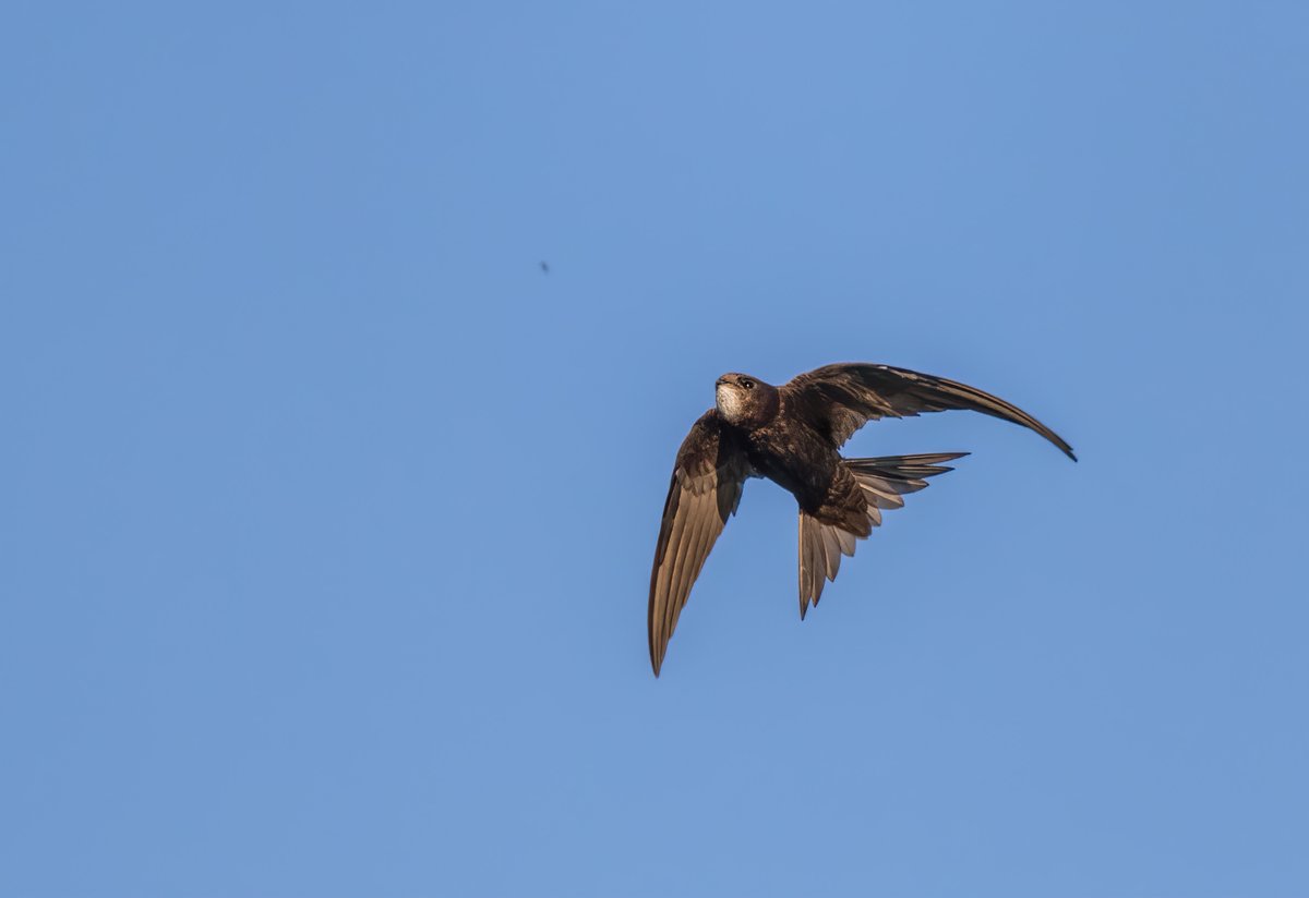 This gives some idea why so many feeding Swifts gather in this spot.