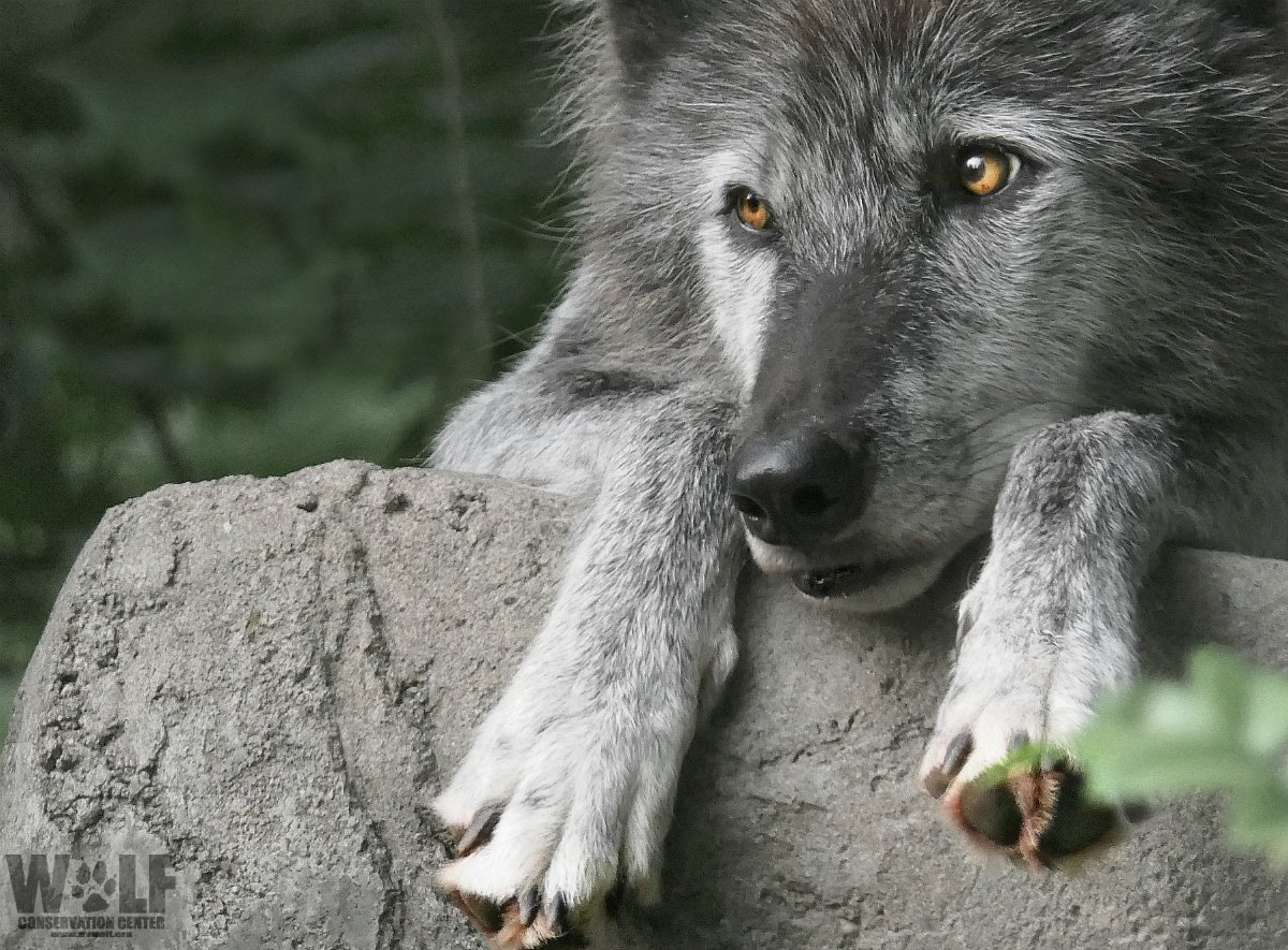 A Latin life of St Canice tells how a wolf ate a calf from 2 cows. Owner went to St Canice who said to return to cows & clap hands! The wolf returned & put head into halter! Cows treated wolf as their calf & licked it as milked! Cont'd for season! So cows kept producing milk!