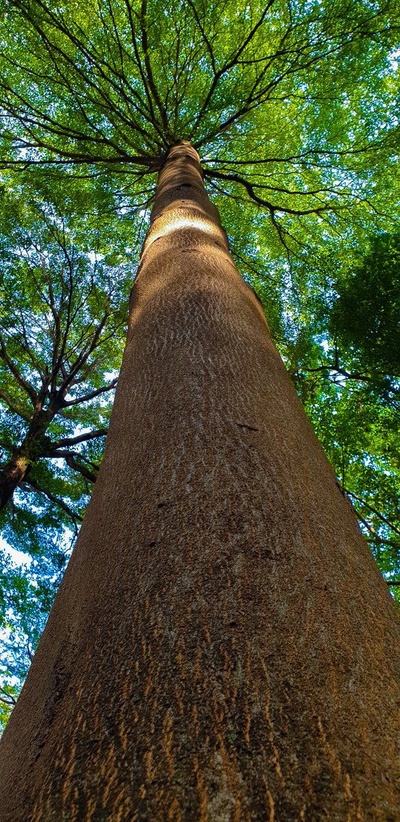 Arrived Marich Pass Field Studies later than planned - after sunset (had made a detour in Nakuru and ended up wasting valuable time). I wrote a blog post about my first time here-  http://darkangelme.blogspot.com/2019/07/sound-of-river.html?m=1
