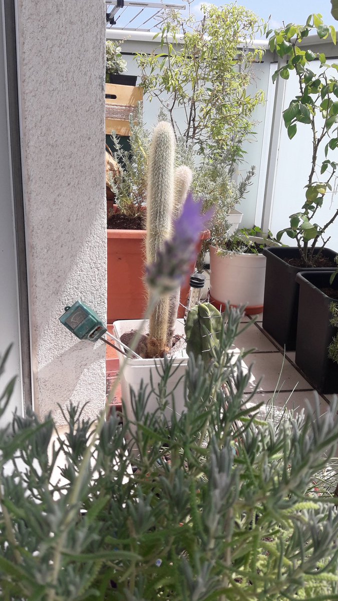AdrycManellson's tweet photo. La Vida se abre camino en #AdrycsCove, #Bluewerry99 @GreenbudSeeds #ASuAire y sólo #AguaDelAyunt y #Lluvia #Sust #AllMix #Plagron #Orgánico junto a una misteriosa #Straint que ni @EnSamsara logra identificar,
Y yo un Boong de #StaMarina A Vuestra Salud me voy a Fumar.
Alegría🧚‍♂️😎 https://t.co/eKWnP08KK4