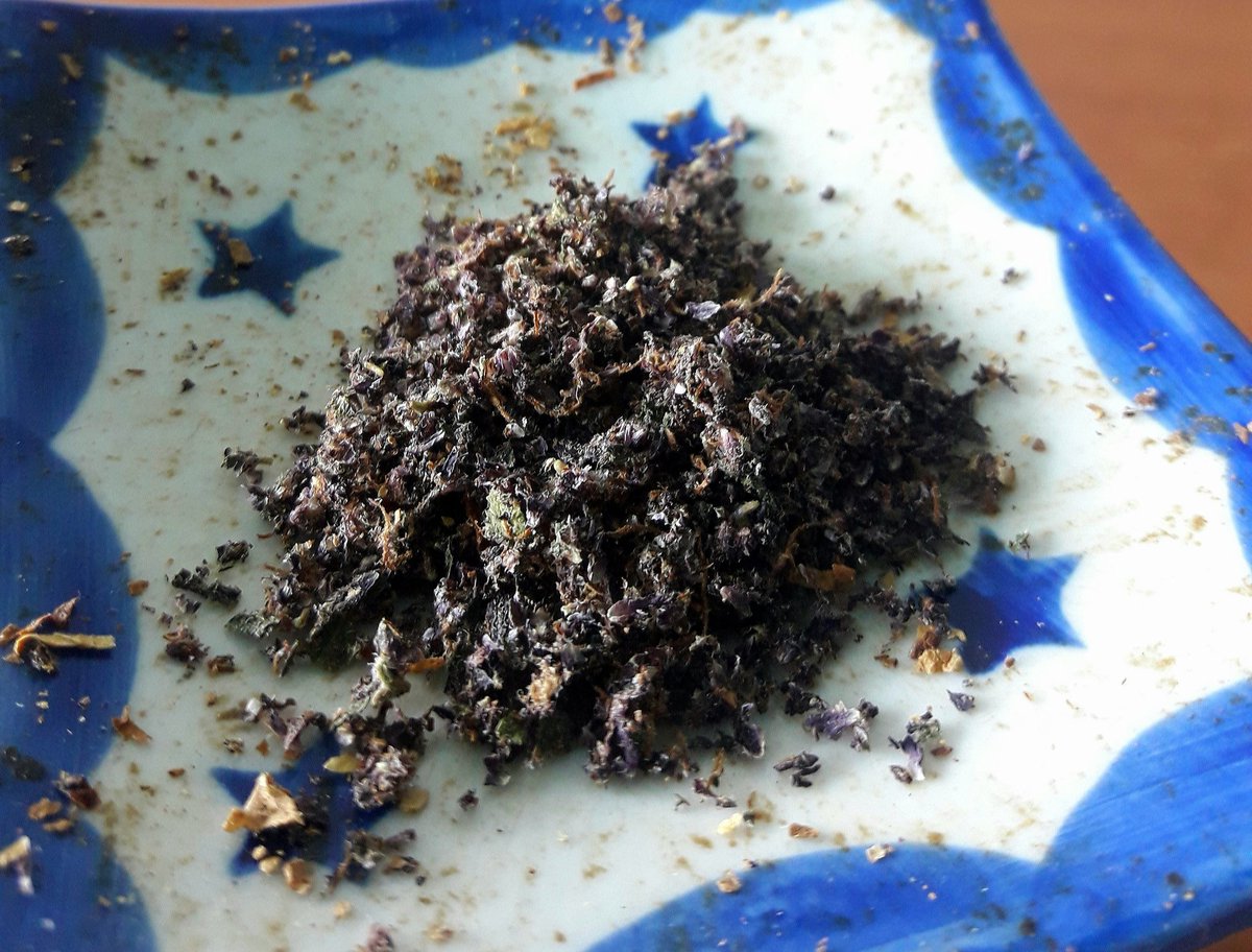 AdrycManellson's tweet photo. La Vida se abre camino en #AdrycsCove, #Bluewerry99 @GreenbudSeeds #ASuAire y sólo #AguaDelAyunt y #Lluvia #Sust #AllMix #Plagron #Orgánico junto a una misteriosa #Straint que ni @EnSamsara logra identificar,
Y yo un Boong de #StaMarina A Vuestra Salud me voy a Fumar.
Alegría🧚‍♂️😎 https://t.co/eKWnP08KK4