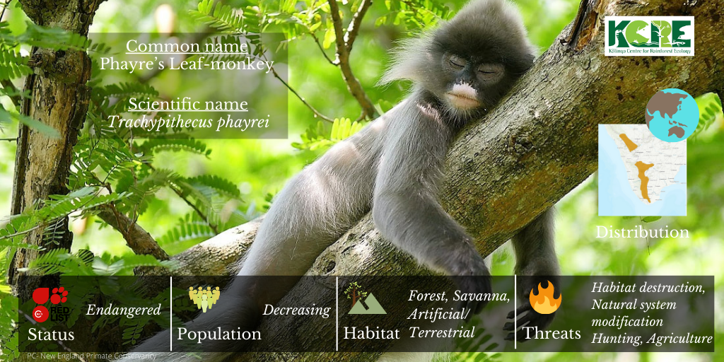 KalingaCRE's tweet photo. Phayreβs leaf monkey is an Old World monkey native to Southeast Asia. They emit several vocalizations, and each conveys a specific message or sentiment.
#Phayresleafmonkey #oldworldmonkey #KalingaCRE https://t.co/1G0jG4U4IT