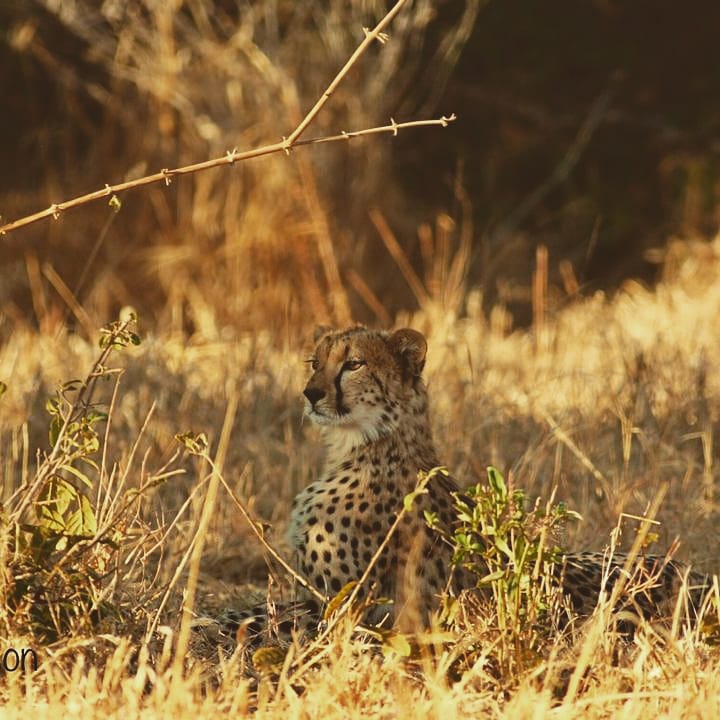 KavingaCamp's tweet photo. Fantastic sightings of 3 cheetah in the Chiwuye River this last week - such a huge treat to see them! 🐾🇿🇼
📸: Liam Robinson
#kavingasafaricamp #manapoolszimbabwe #cheetah #travelzimbabwe #travelafrica #privateconcession #dreamsafari #comeonsafari #wildlifephotography #trulywild https://t.co/oToIB5Z9k5