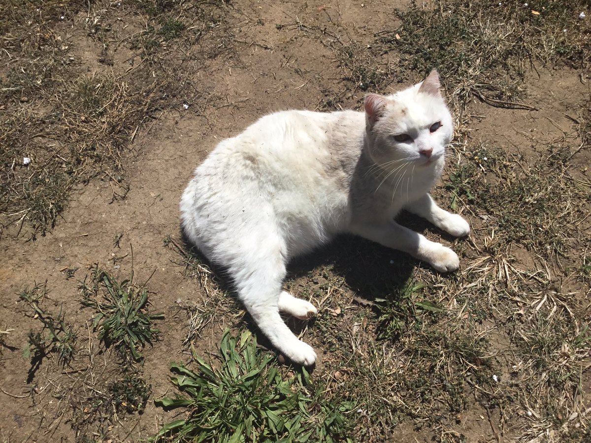 Gazoue72's tweet image. Mais quel crado ce #chat #plouc