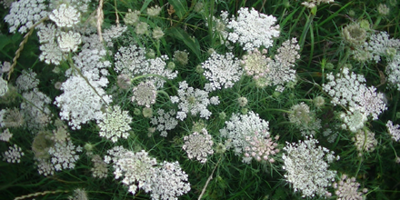 Afgelopen weekend een fietstochtje gemaakt en onderweg een video over Wilde Peen (Daucus carota) voor De Plantwijzer opgenomen. Bekijk de video hier youtu.be/GxGeYhlpL0U #wildepeen #wildeplanten #kruidenleer #kruidengeneeskunde #plantenliefde