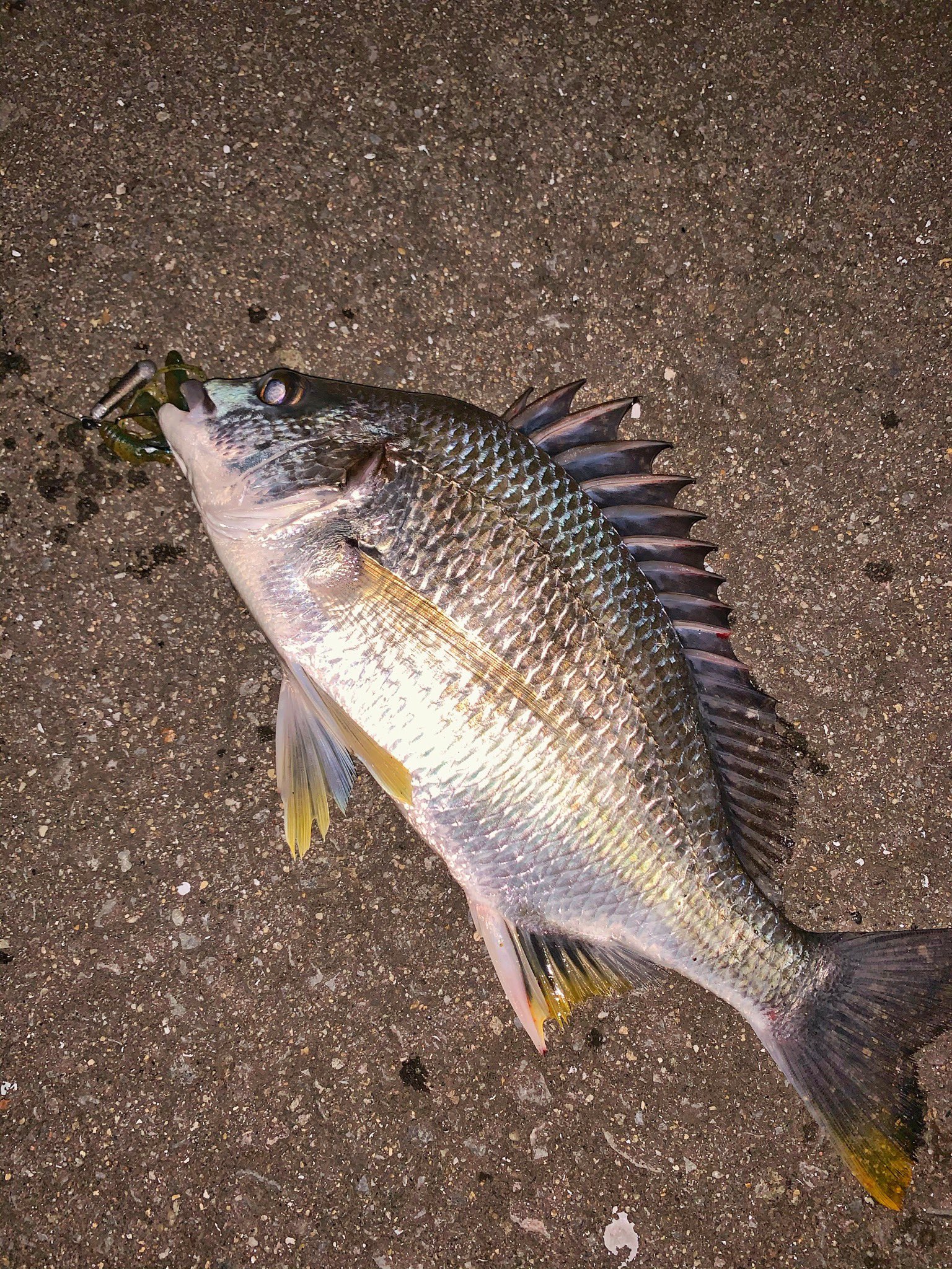 Peegiult Twitter Search Twitter