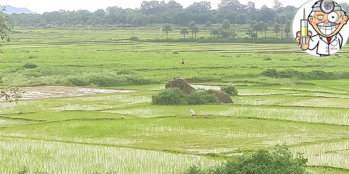 dr_sharma2106's tweet photo. One of my private island.
.
Now haters will say that it is paddy field. https://t.co/owDYnnnO4W