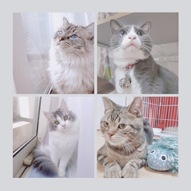 そると☃ tweet media