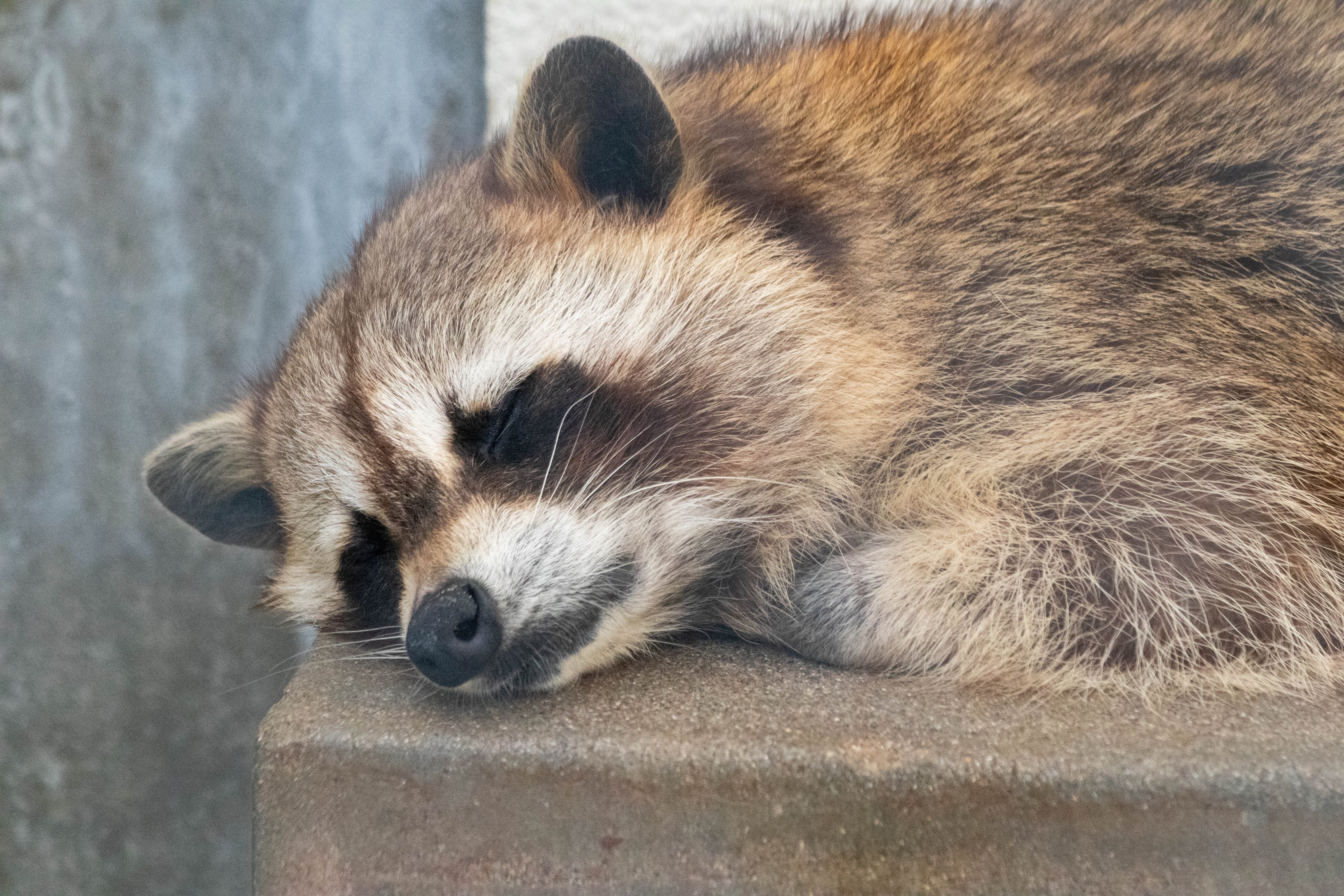 ストあき 07 17撮影 高速道路の 動物注意 の看板は山形まではタヌキなのに 秋田に入ると尻尾がシマシマのアライさんになるのだ 秋田はアライさんの国なのだ なんてことは多分考えていないアライくん 大森山動物園 アライグマ T Co