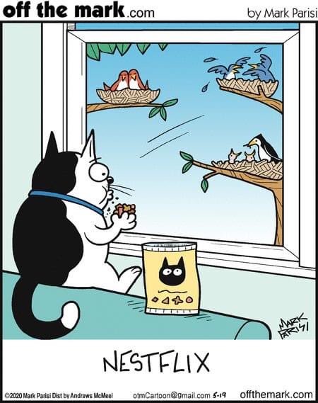vetforcatsonly's tweet photo. Happy Monday! What are your plans for the day? #vetforcatsonly #vets #cats #funnycats #Netflix #catcomedy #COVID19 #bored https://t.co/Ocl0c1mTkz