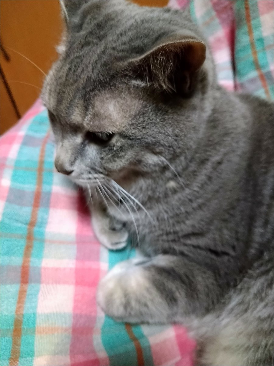 にゃおーん 猫もサプリメントを利用する時代です グルコサミン コンドロイチン硫酸 コラーゲン バイオフラバノール そう どこか人間のcmで聞いたことある 猫も関節ケアします でも歩けるし走れるし跳べるよ ベーコン風味 小さくして金のだしカップ