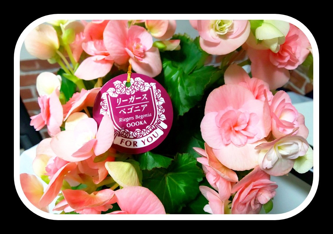 癒しを求めて歯医者の帰りにフラッと花屋さんに寄りました。
自分にお花を買うなんてどれくらいぶりやろか…!液タブの向こう側にチラッチラッと姿が見えるのが 何だか新鮮や。 