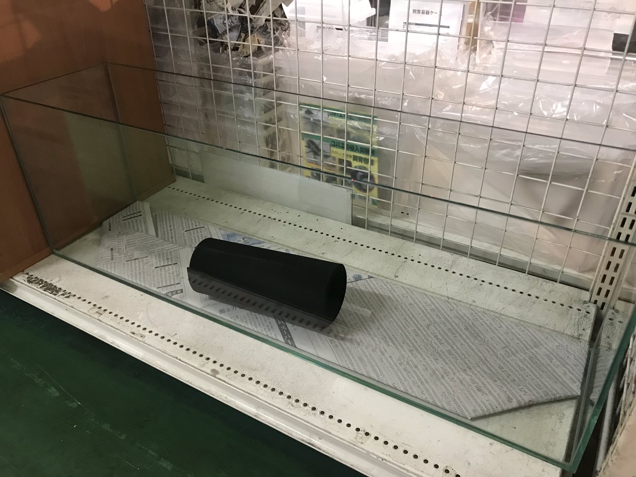 かねだい 青梅店 オールガラス水槽 90 22 30 中古品としてはとてもキレイです 明日より販売開始です T Co Swehy0nqx5 Twitter