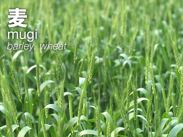 JapanMenu's tweet photo. 麦
mugi
barley, wheat https://t.co/FrDFsOwdPZ
