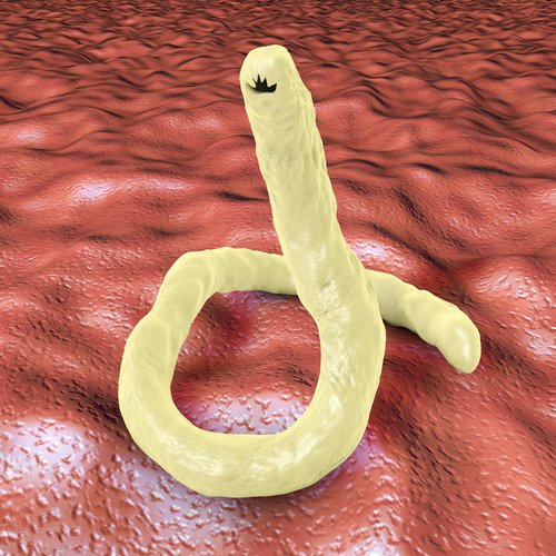 Neuro_Compass's tweet photo. Hookworm trial shows evidence of immune system regulation and potential benefit for #MS patients. https://t.co/6wnPRvIPaa. Visit https://t.co/Zzks4Gdnwz for up to date expert-led #MS content! https://t.co/GfOVIeo2Xp