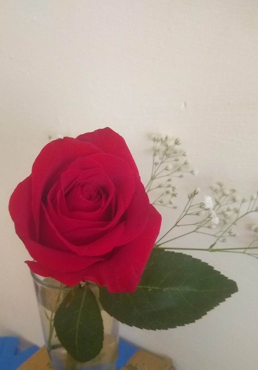 AmimAle's tweet photo. Quando você acorda e recebe flores do seu amante, @uberjabaquara sendo carinhoso, como sempre foi conosco. https://t.co/1VvlUoBCQG