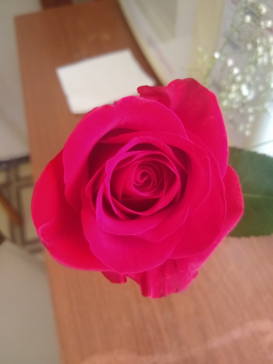 AmimAle's tweet photo. Quando você acorda e recebe flores do seu amante, @uberjabaquara sendo carinhoso, como sempre foi conosco. https://t.co/1VvlUoBCQG