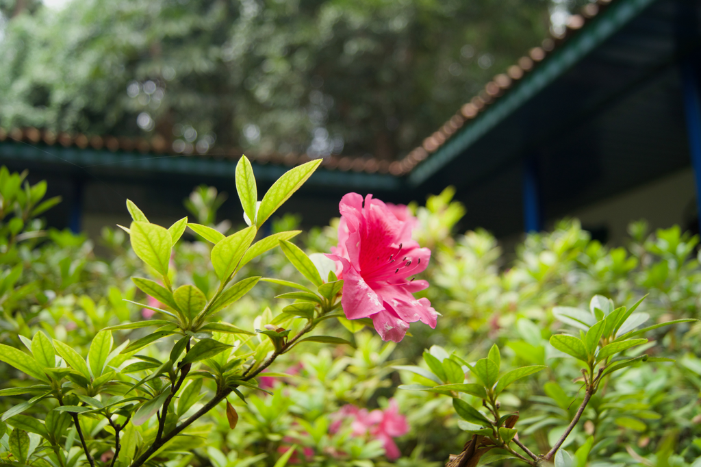 clashing_cult's tweet photo. Just another one to keep you company ; )

Photo: by me. Taken as well at the Botanical Garden of Calarcá, Colombia. 
***
#flor #hibisco #jardin #missyou #calor #sabor #lejos #whenwilliseeyouagain https://t.co/AW2r74yzAI