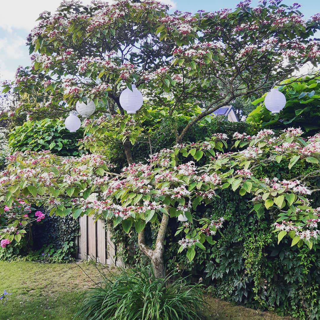 De 'pindakaasboom' staat weer prachtig te bloeien. Eigenlijk heet de boom Kansenboom (Clerodendrum trichotomum). Als je de bladeren kneust dan komt er een #calvé pindakaasluchtje tevoorschijn! #bomenbieb #bomen