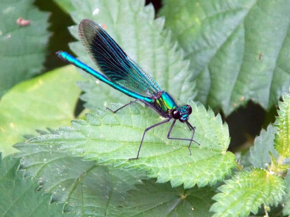 NaturePuriton's tweet photo. It's #DragonflyWeek2020 and over on our Facebook page, @JamieK_E has explained some the main differences between dragons and damselflies. https://t.co/HSzaQe4pY2