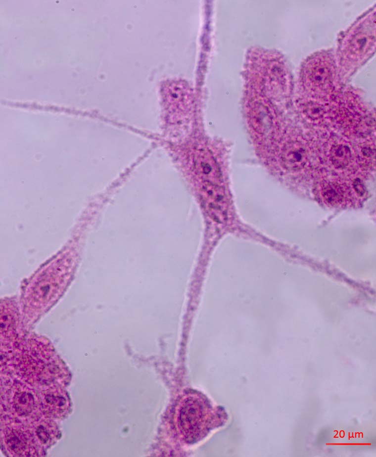 reyhan_ulugol's tweet photo. Starting the week arms wide open in collagen microenvironment :) #monday #cellculture #hematoxylineosinstaining #hepg2cells https://t.co/g74lCnI8i5