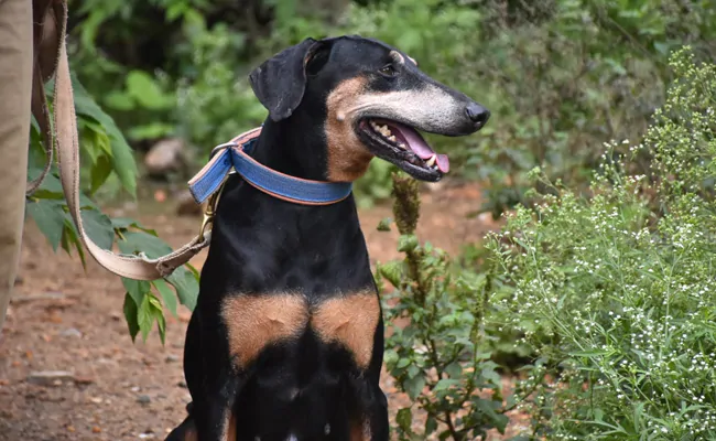 ndtv's tweet image. Karnataka Police Sniffer Dog Runs 12 km To Track Down Murder Accused ndtv.com/karnataka-news…