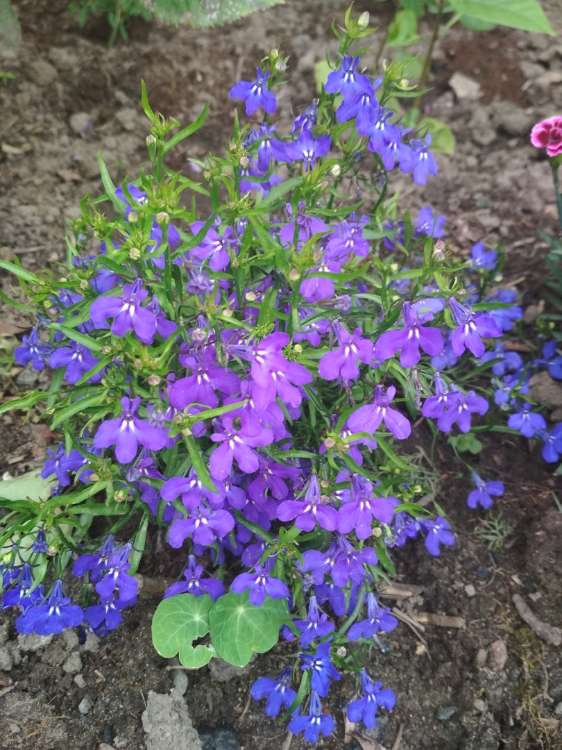 ShartonAnn's tweet image. На даче у знакомых 😍 может и у меня так будет однажды)) #садогород #цветывсаду