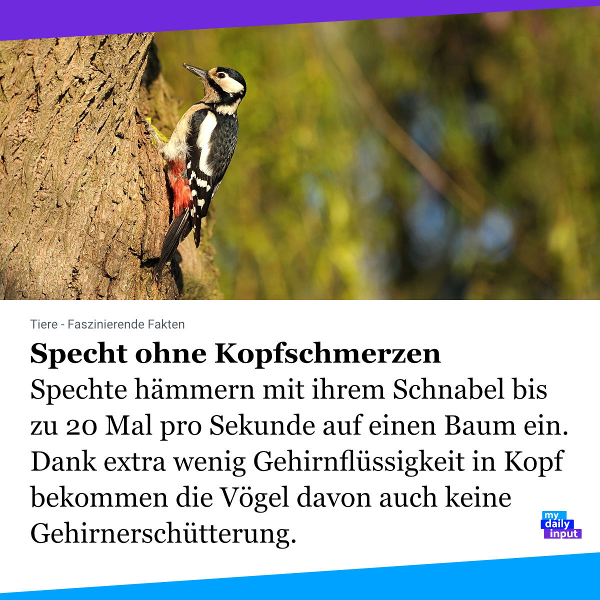 mydailyinput's tweet photo. Gehirnerschütterungen entstehen durch Aufprall des Gehirns auf die Schädeldecke – mit weniger Flüssigkeit kann das #Gehirn weniger schwingen. Da sehen wir wieder: die #Natur lässt sich für alle Probleme was einfallen. Mal sehen, was sie sich für uns Menschen noch einfallen lässt. https://t.co/ReLDcqCtaY