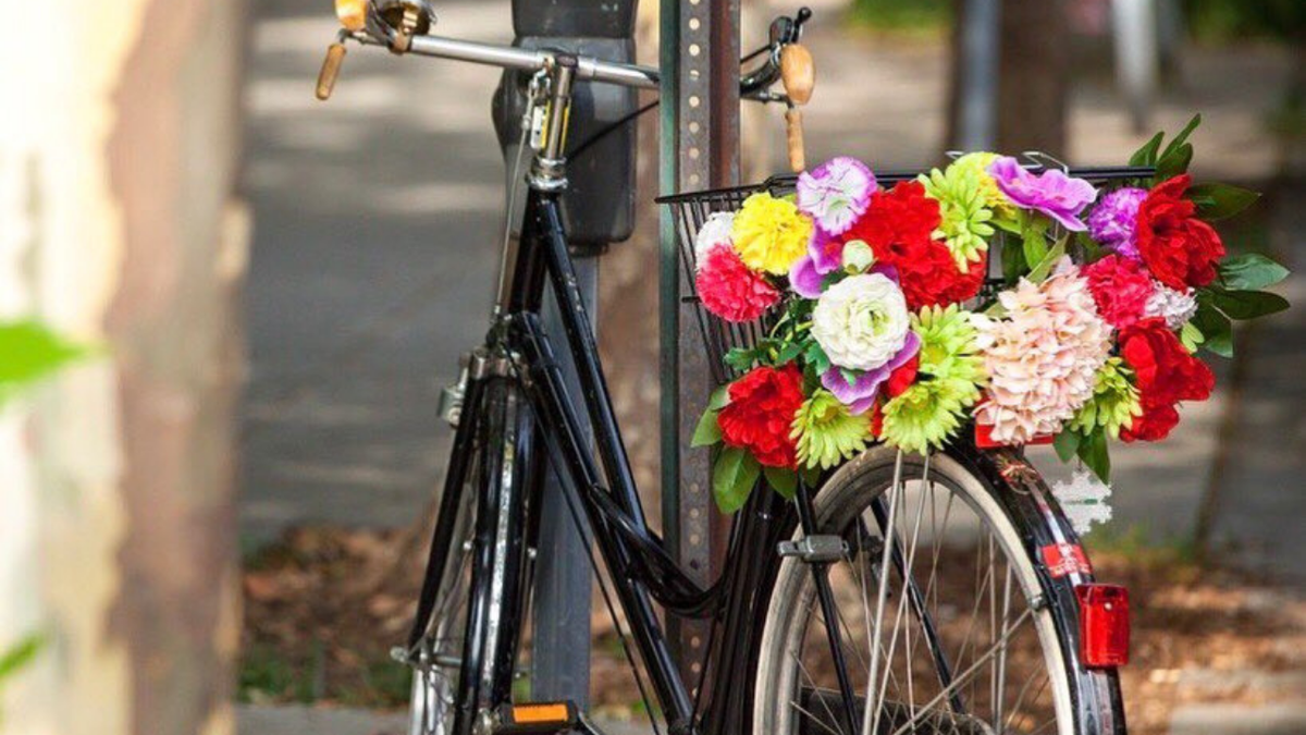 Elise Museles tweet media