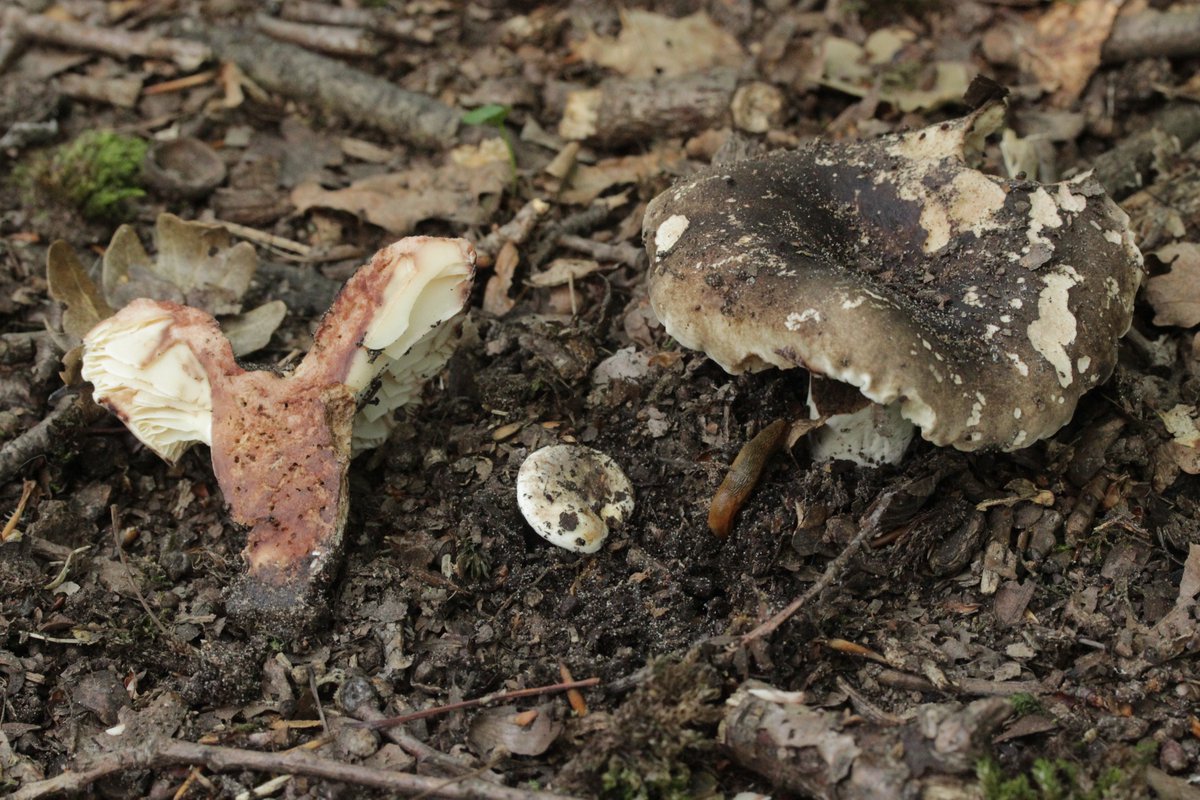 RPilze's tweet photo. Russula nigricans

#russulanigricans #DickblättrigerSchwärzTäubling #Täubling #brittlegill #russule #blackeningbrittlegill #blackeningrussula #Russula #mushroom #mushrooms #fungus #fungi #pilz #pilze #champignons #champignon #nature #natur https://t.co/bnHpUJP2ij