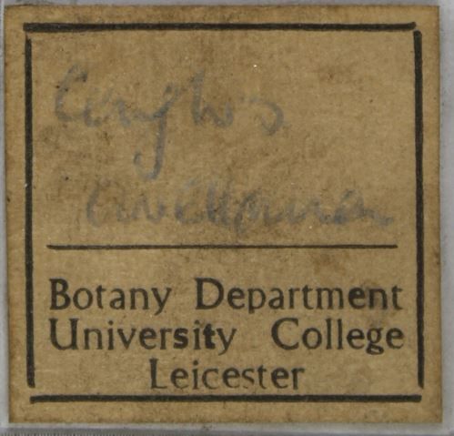 Sigh. Mostly I'm a pencil advocate, but this label's an example of when it goes wrong! Can anyone make anything out? #handwritting #curatorcrimes #illegiblelabel <a href="/HerbTranslate/">HerbariumTranslator</a>