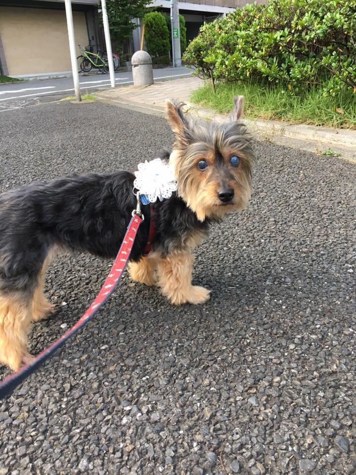 シルキーテリア