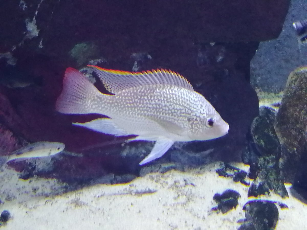🐟