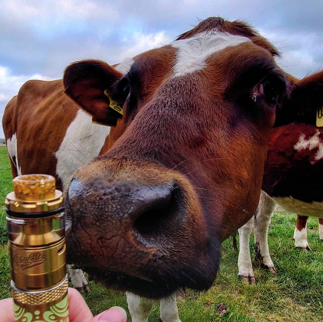 Morden entertainment tweet media