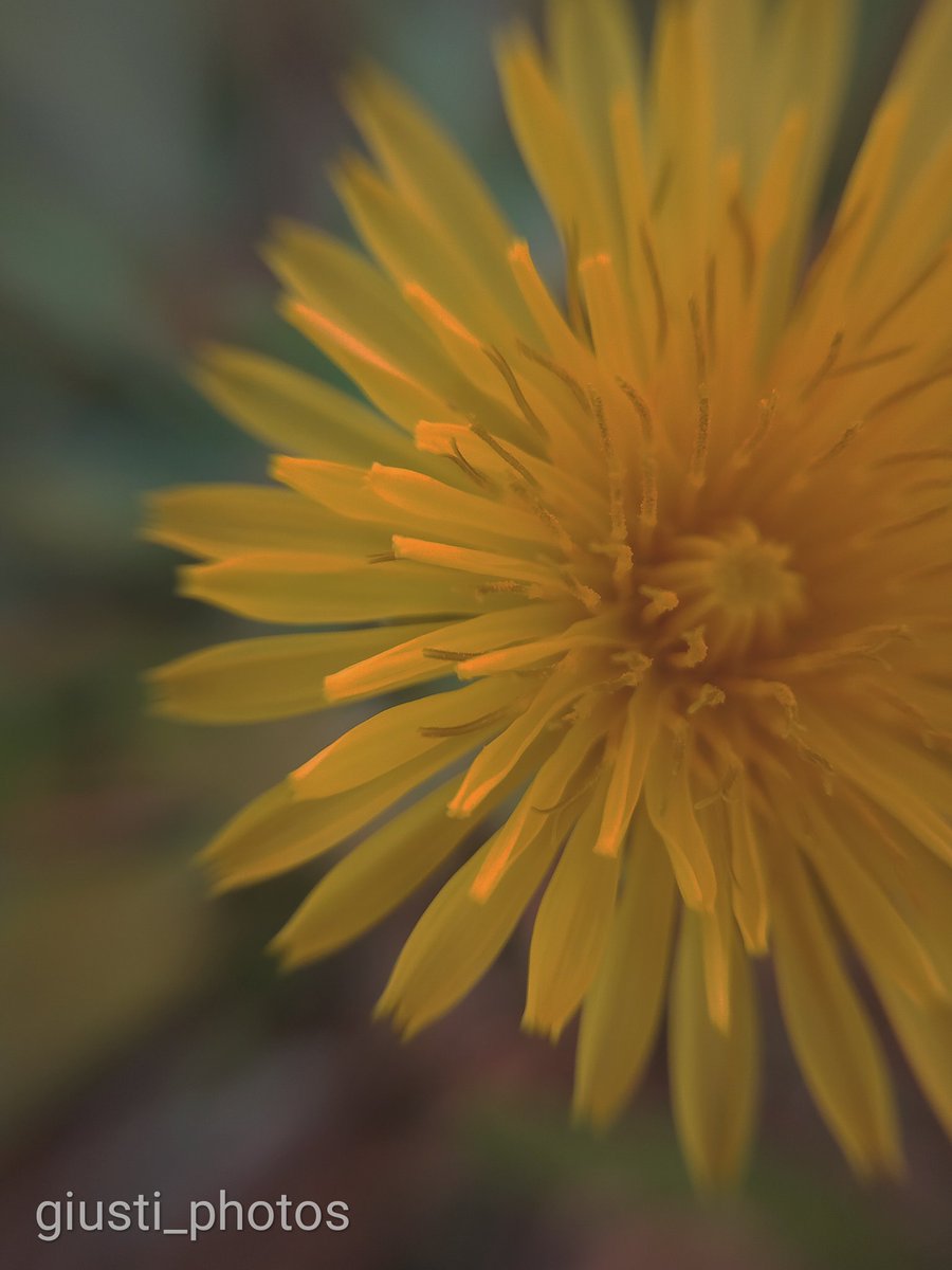 GiuntaGiusti tweet media