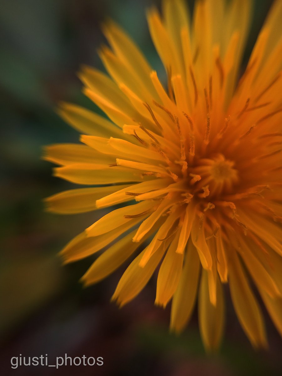 GiuntaGiusti tweet media