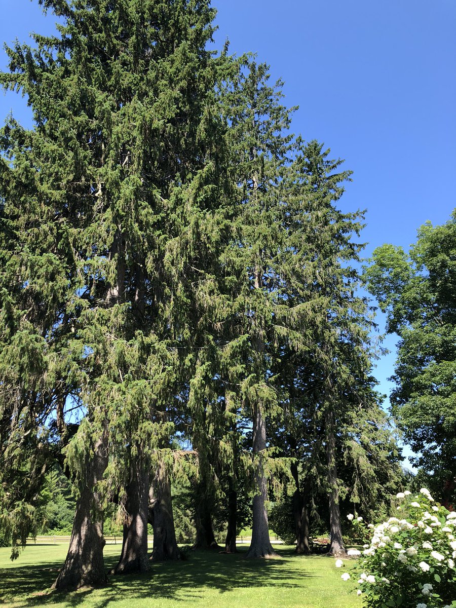 Herman Melville planted these fir trees next to his house in Pittsfield, Massachusetts. At the time they were much smaller.