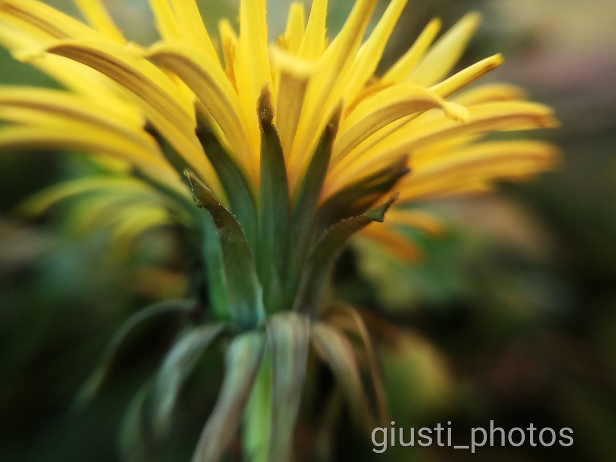 GiuntaGiusti tweet media