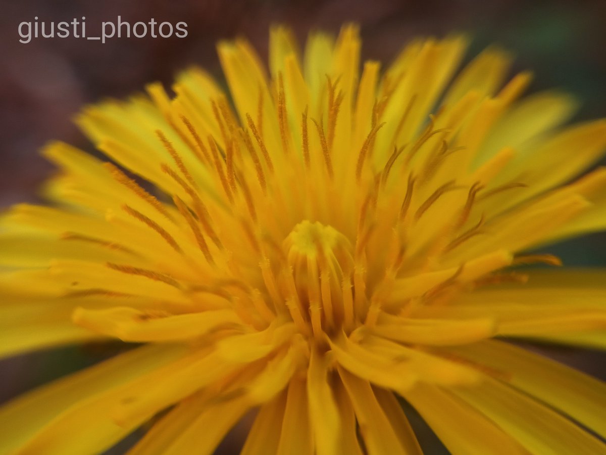 GiuntaGiusti tweet media