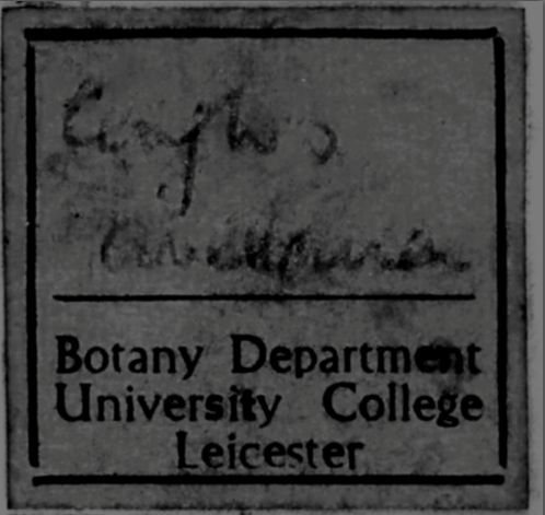 <a href="/Aristolochia/">Herbarium Manchester</a> <a href="/HerbTranslate/">HerbariumTranslator</a> playing with levels sometimes helps and sometimes doesn't