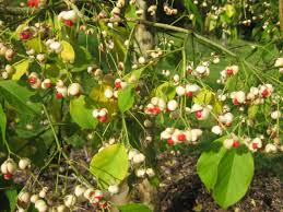 DeepakKGhosh1's tweet photo. Presenting ERC Flora Digest! 
Familycalistraceae.Flora euyonus hamiltoniiansisA flora of Darjeeling himalayas and foothills

For details; reach us at info@ercg.in

#savetheplanet  #flora #biodiversity #digest  #ercfoundation #ercgroup
https://t.co/0PUexsTdlX https://t.co/DDjBXsPqu4