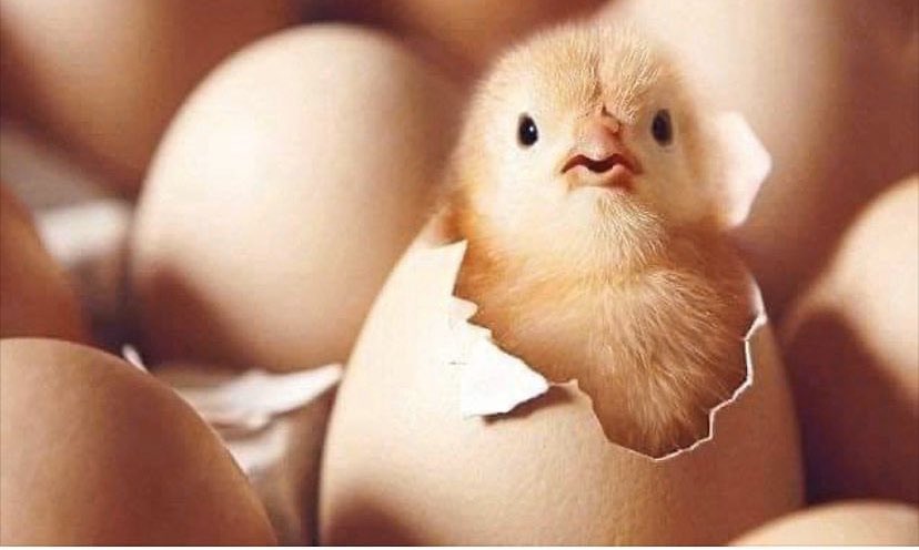 piconcs's tweet image. ليست كل الكسور نهاية ..
فقد ياتي من بعدها ، بداية حياه جديده ..