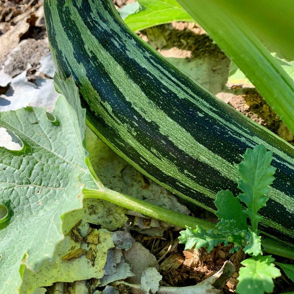 Choclette8's tweet photo. This was our first courgette last week. We’ve had a second this week. Despite our dry as dust soil, all is not lost. This Italian variety, Striato di Napoli, is my favourite for flavour. It looks rather good too.
.
.
.
.
.
.
#courgette #zucchini #growyo… https://t.co/6i5G69juSf https://t.co/KQB0FyjDqJ