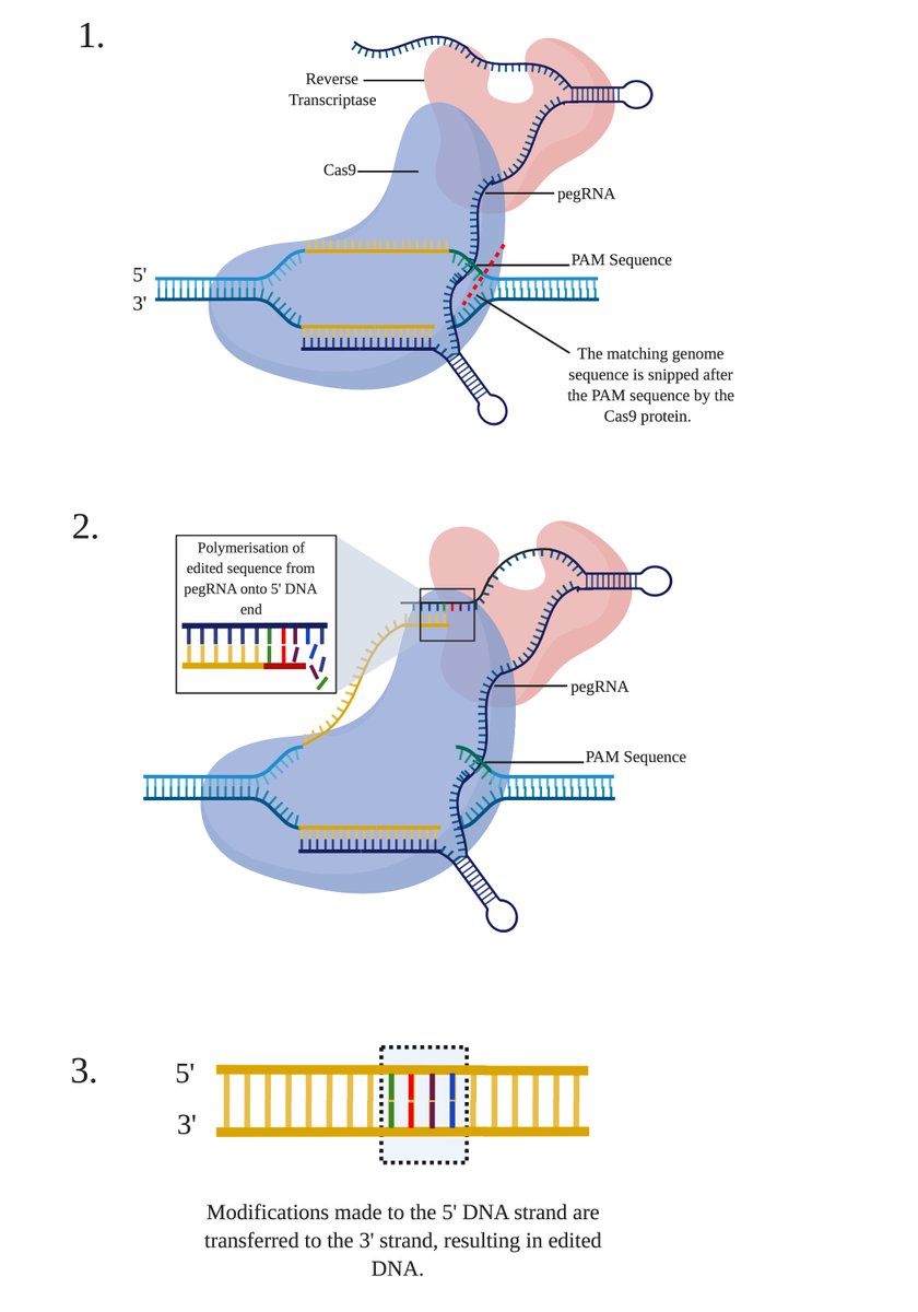 FaleevaMaria's tweet photo. So pleased with how this #fiverr order turned out focusing on gene editing, particularly relevant with the recent release of #Natures paper focusing on mitochondrial gene editing! #scientificdiagram #CRISPR #geneediting https://t.co/uCMEKvs6zU