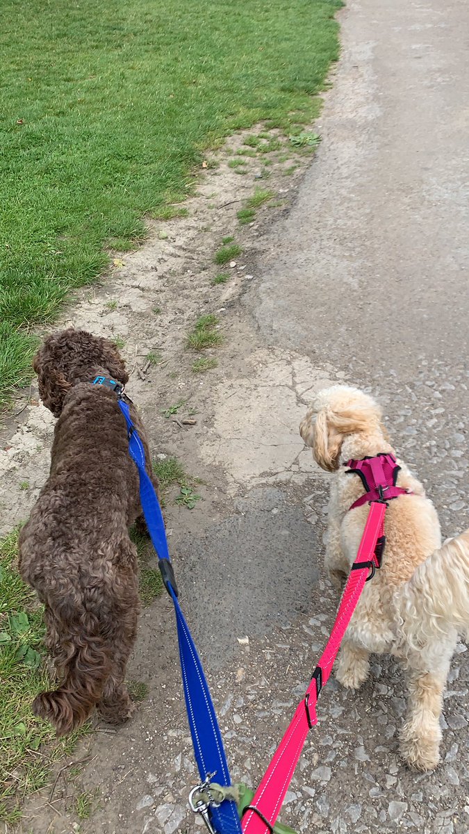 Miss_Wright19's tweet photo. First day of the holiday= double trouble dog walkies🥰🐕 https://t.co/iwCnnzptjk