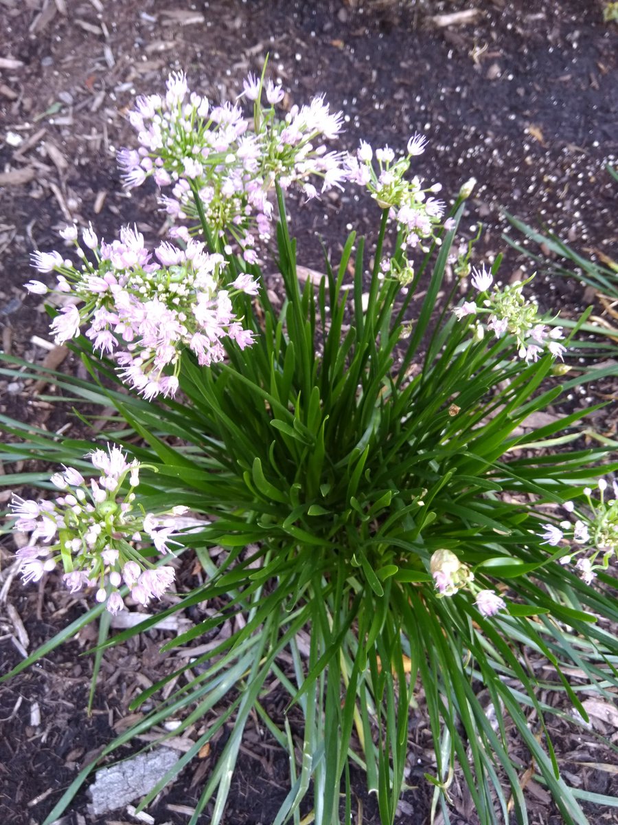 RudiGourmand's tweet photo. Happy Monday!
Pretty #flowers from my early morning walk through #Chicago to start the week. https://t.co/hbKjnkaVns