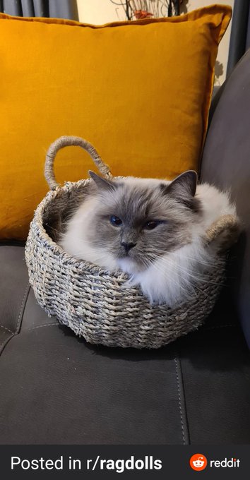 My precious ragdoll Immie! https://t.co/xU1nU45F3g